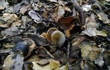 Helvella compressa image