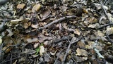 Helvella compressa image