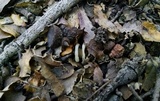 Helvella compressa image