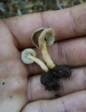 Helvella compressa image
