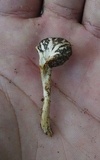 Clitocybe trulliformis image