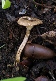 Clitocybe trulliformis image