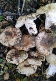 Russula cerolens image