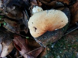 Lepiota spheniscispora image
