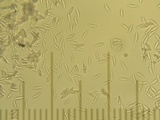 Lepiota spheniscispora image