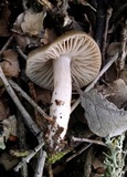 Entoloma rhodopolium image