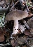 Entoloma rhodopolium image