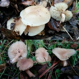 Clitocybe fragrans image