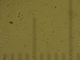 Clitocybe fragrans image