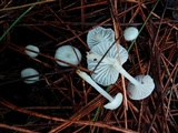 Marasmius calhouniae image