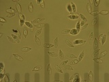 Marasmius calhouniae image
