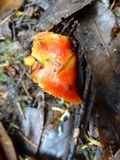 Hygrocybe aurantiosplendens image
