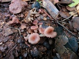 Contumyces rosellus image