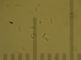 Contumyces rosellus image