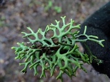 Hypogymnia inactiva image