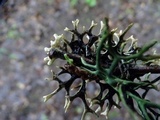 Hypogymnia inactiva image
