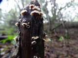 Stereum ochraceoflavum image
