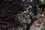 Lachnum virgineum image