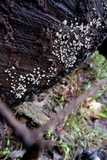 Lachnum virgineum image