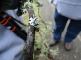 Parmotrema arnoldii image