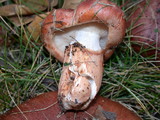 Tricholoma fracticum image