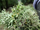 Hypogymnia inactiva image