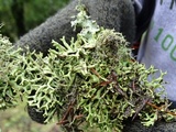 Hypogymnia inactiva image