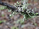 Hypogymnia tubulosa image