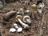 Amanita submembranacea image