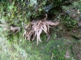 Clavaria fumosa image