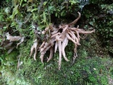 Clavaria fumosa image