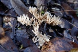 Aphelaria tuberosa image