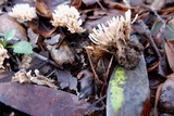 Aphelaria tuberosa image