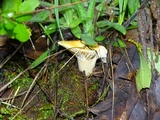 Cuphophyllus pratensis image