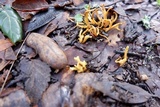 Calocera viscosa image