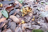 Calocera viscosa image