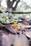 Calocera viscosa image