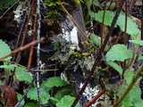 Pseudocyphellaria anthraspis image