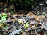 Clavulina rugosa image
