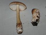 Amanita amerifulva image
