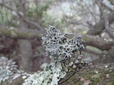 Hypogymnia imshaugii image
