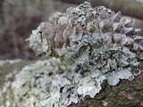 Punctelia jeckeri image