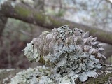Punctelia jeckeri image