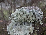 Punctelia jeckeri image