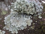 Punctelia jeckeri image