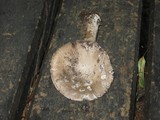 Amanita excelsa image
