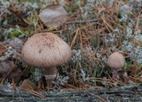 Cortinarius suberi image