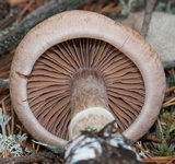 Cortinarius suberi image