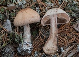 Cortinarius suberi image