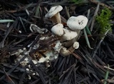 Clitocybe sclerotoidea image